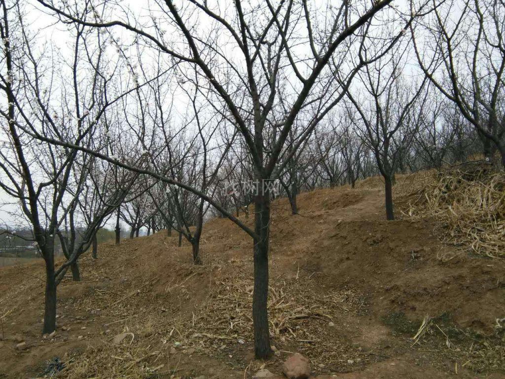 山杏