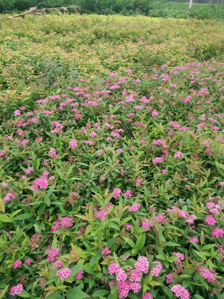 绣线菊