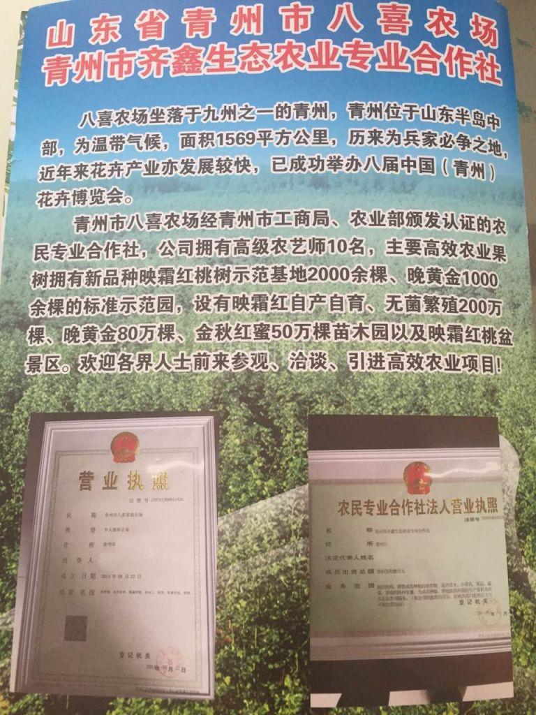 晚黄金桃