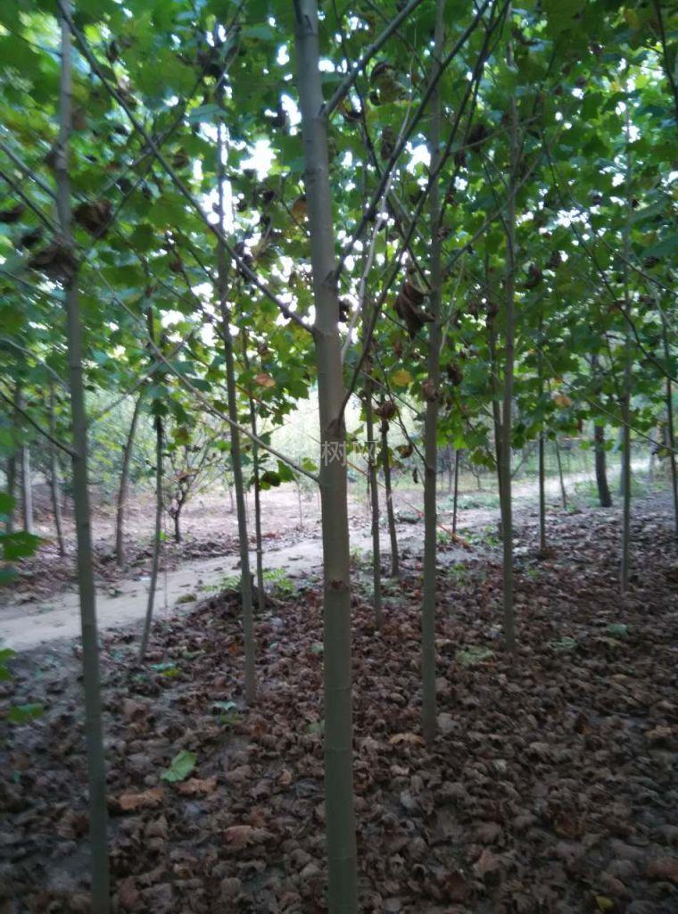 速生法桐