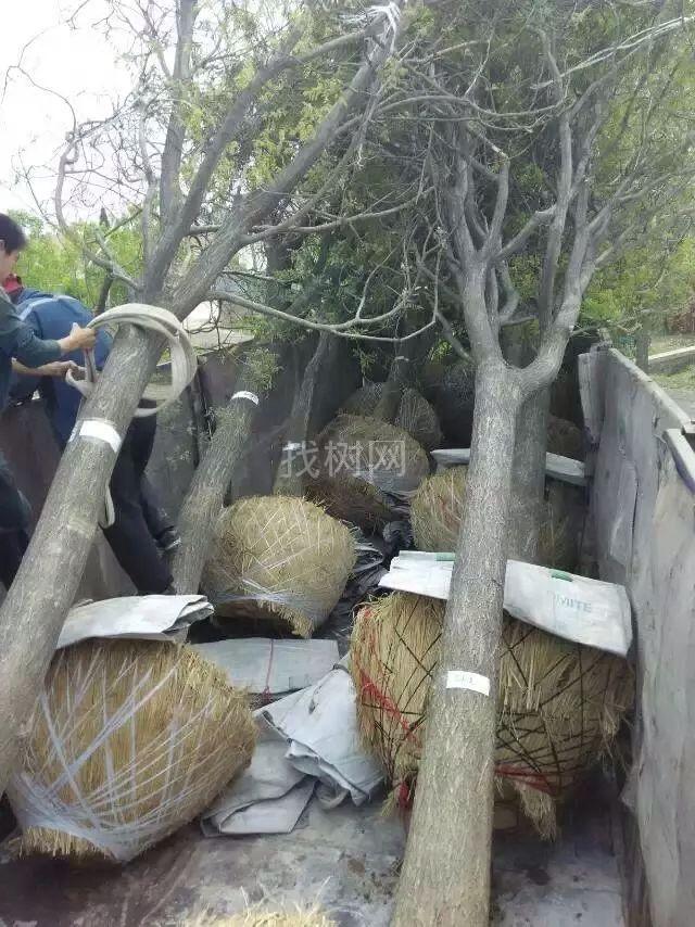 国槐