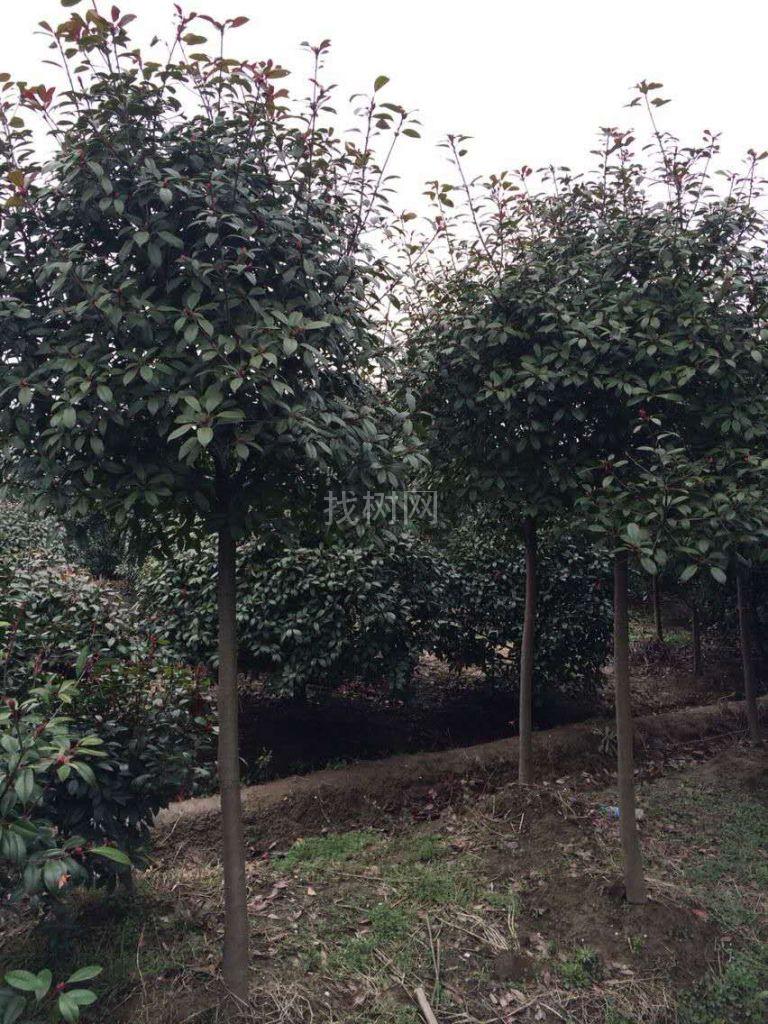 红叶石楠