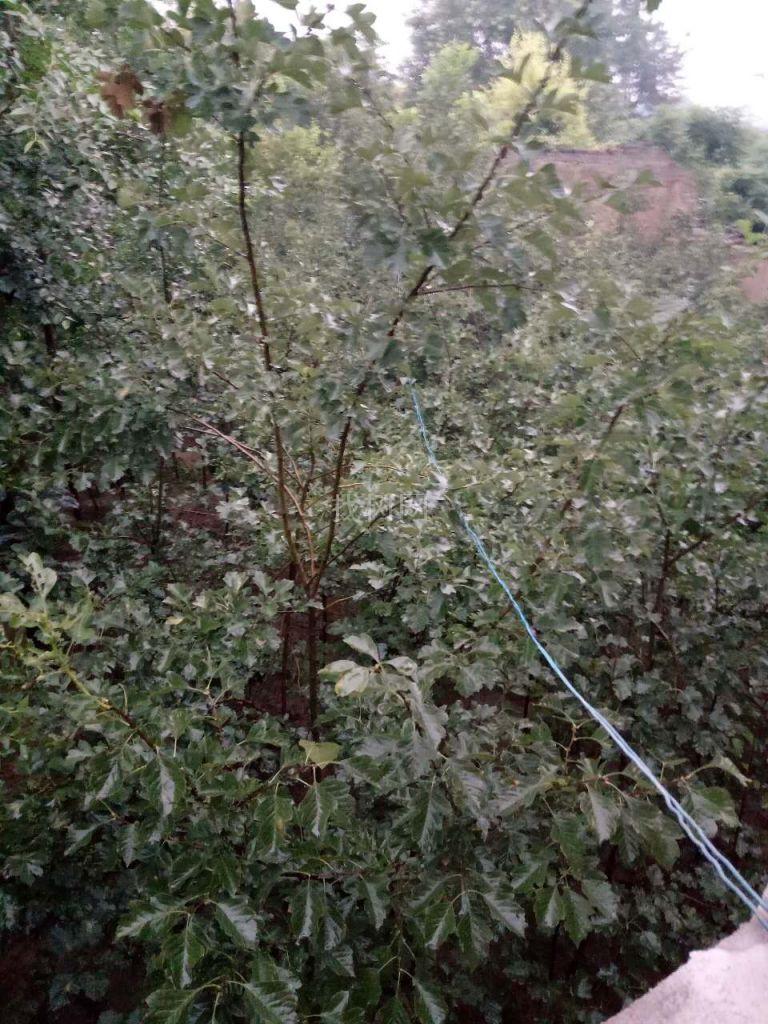 山楂