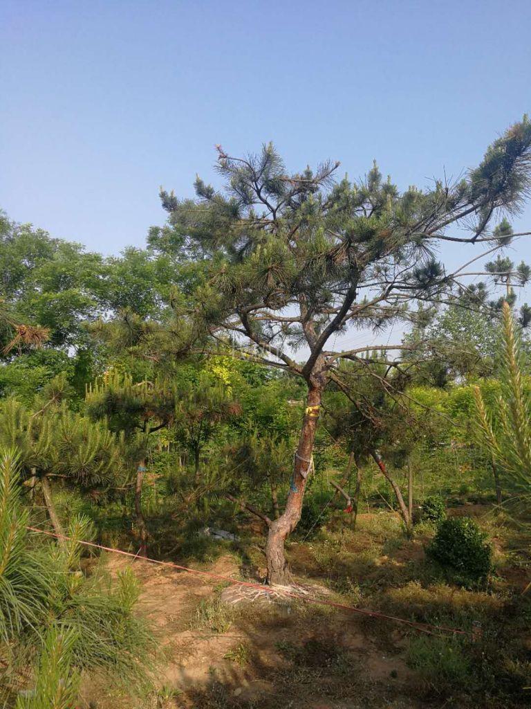 造型松