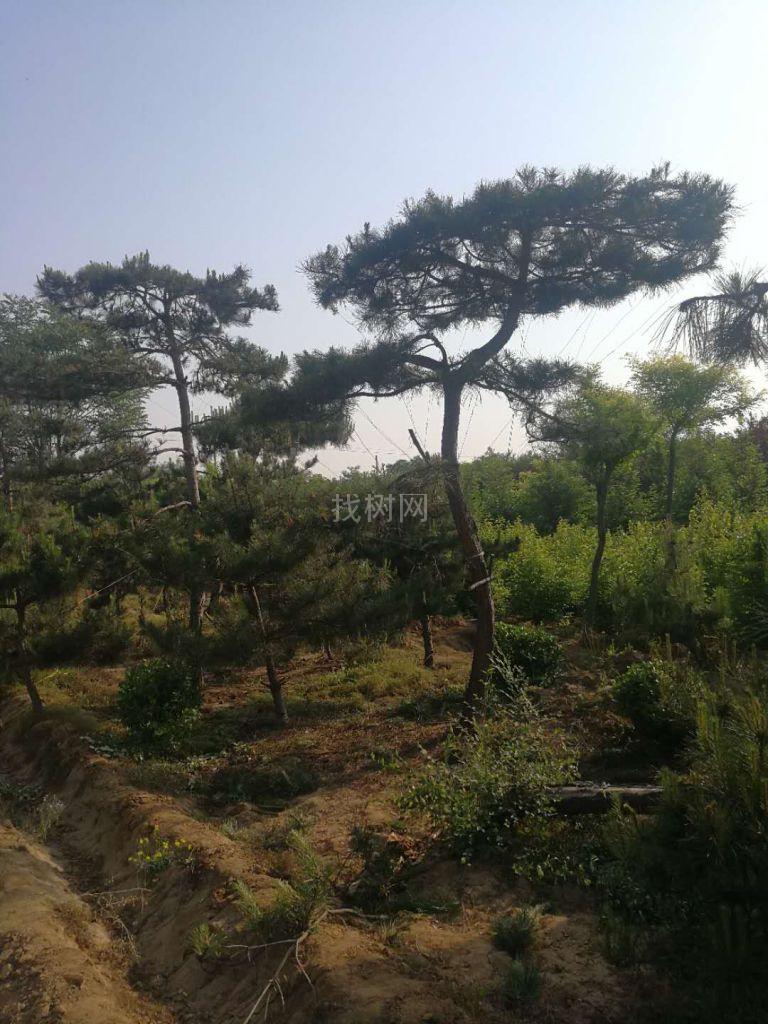 造型松