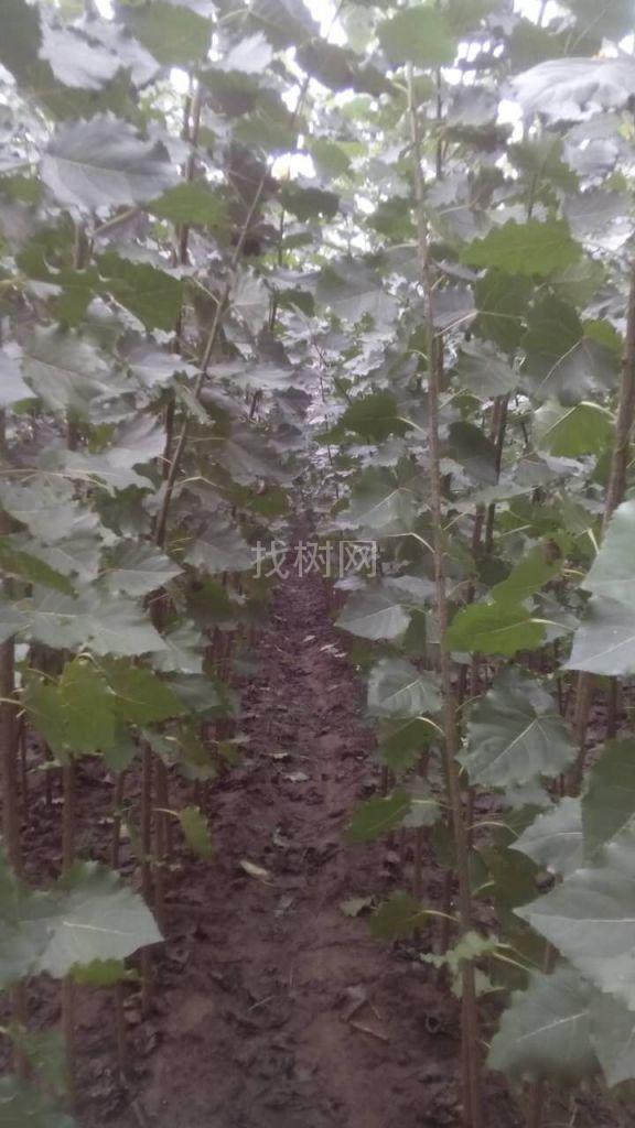 速生杨
