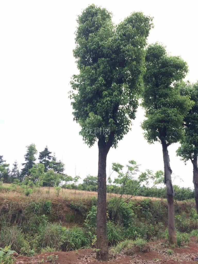 香樟树