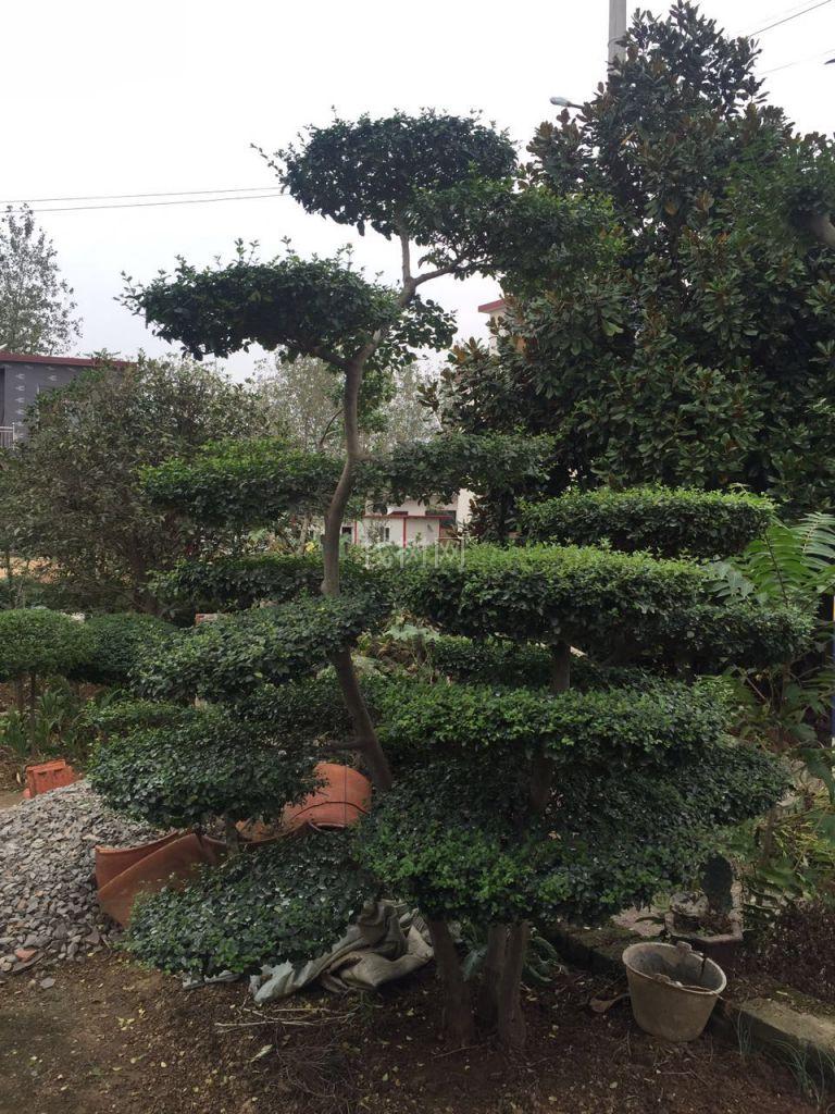 造型树