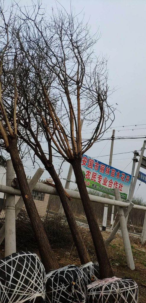国槐