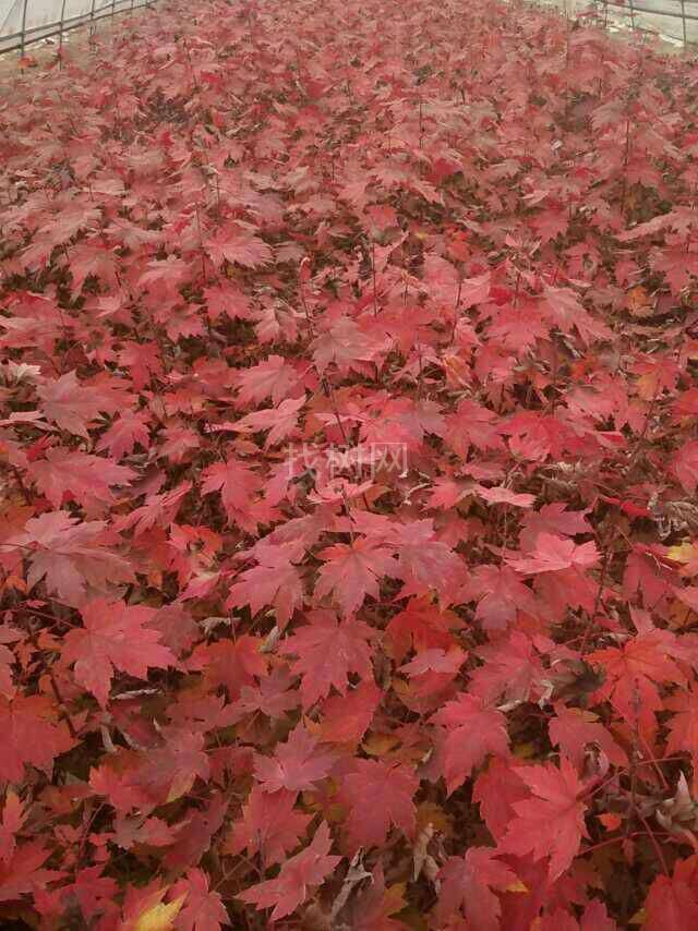 美国红枫秋火焰
