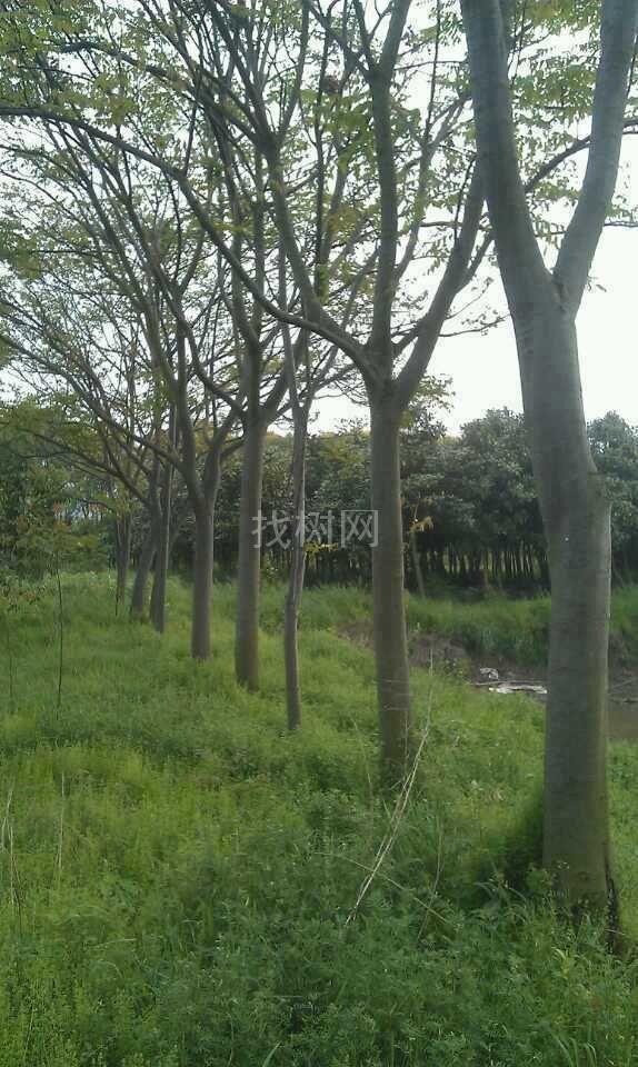 栾树