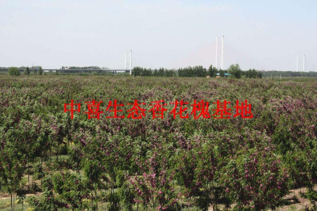 香花槐