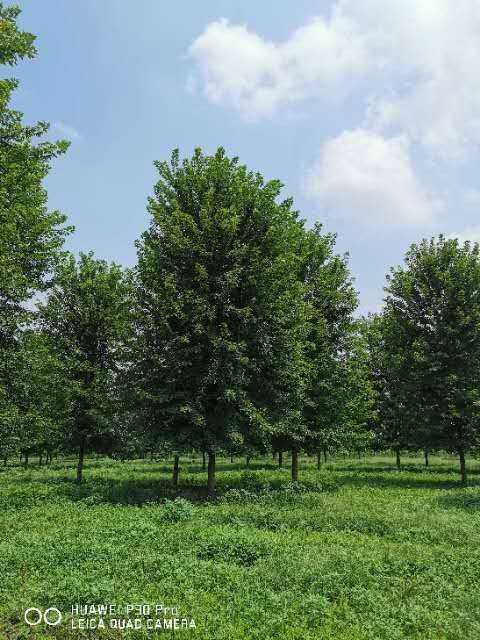 美国红枫