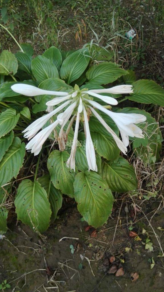 白玉赞