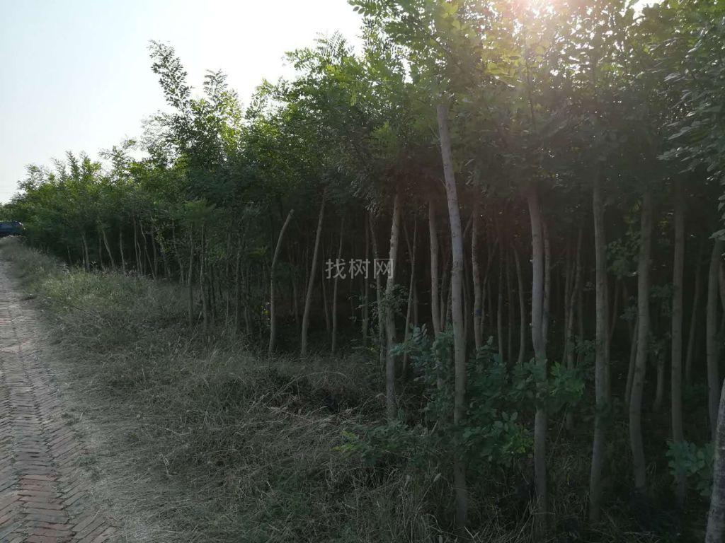 清地树