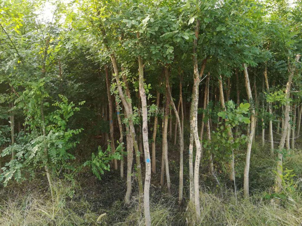 清地树