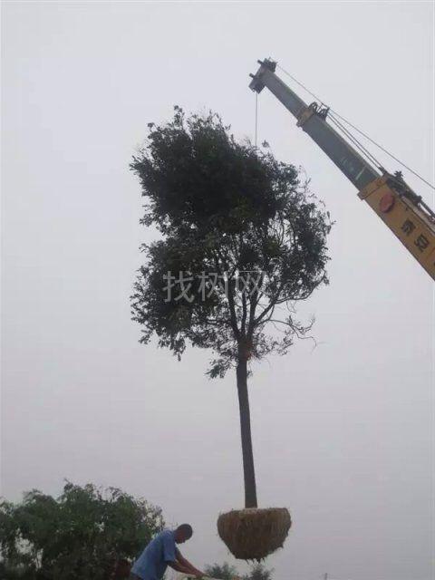 国槐