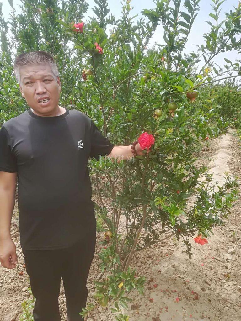 花石榴