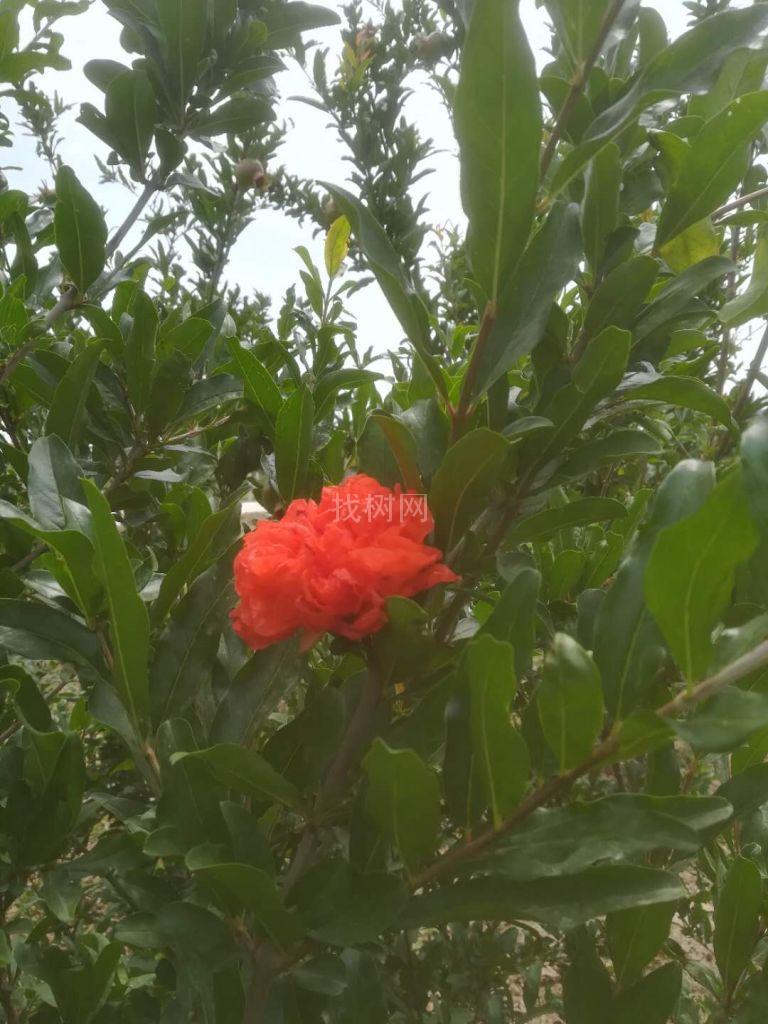 花石榴