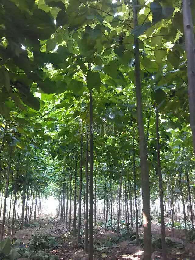 楸树