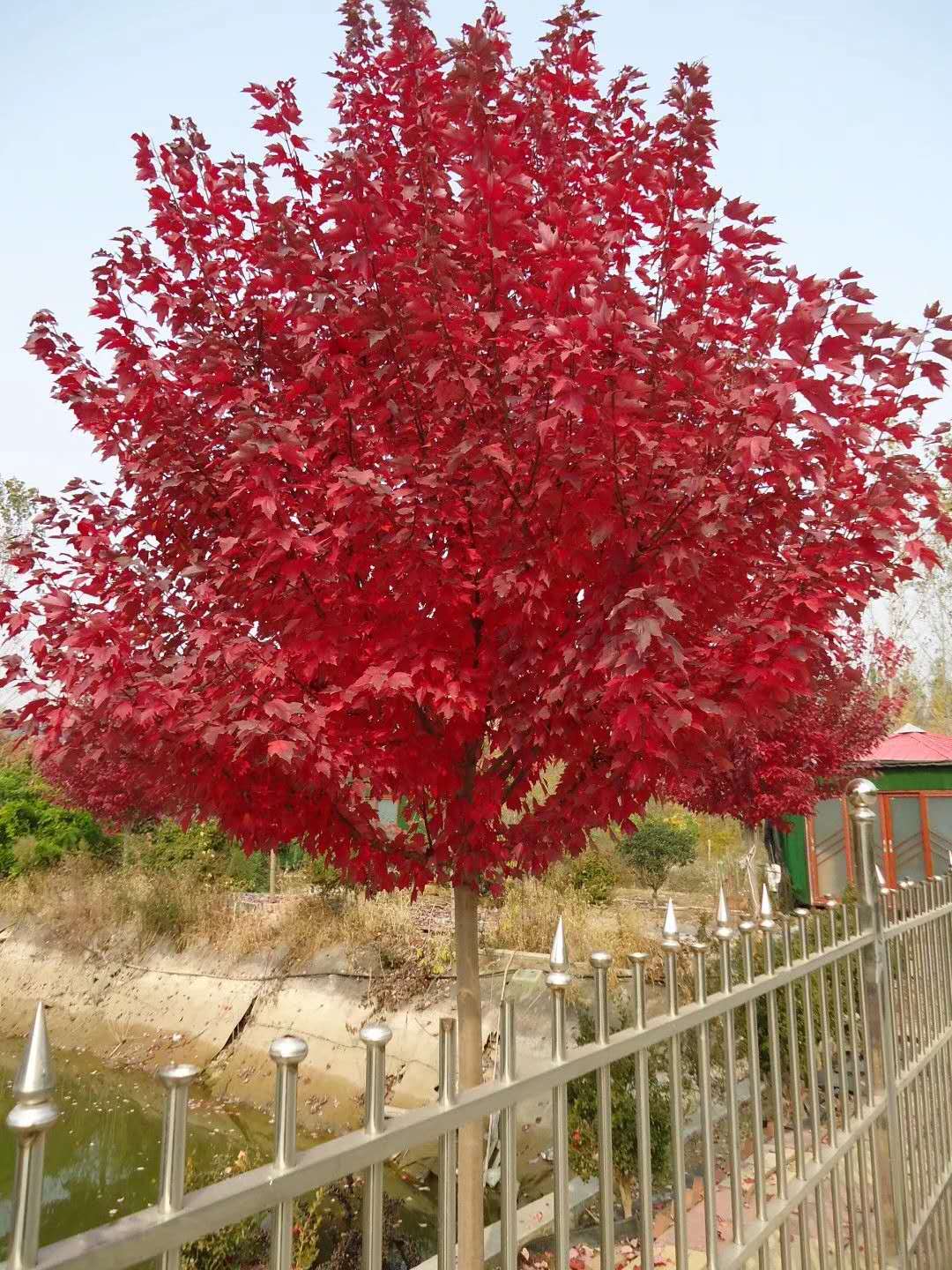 美国红枫