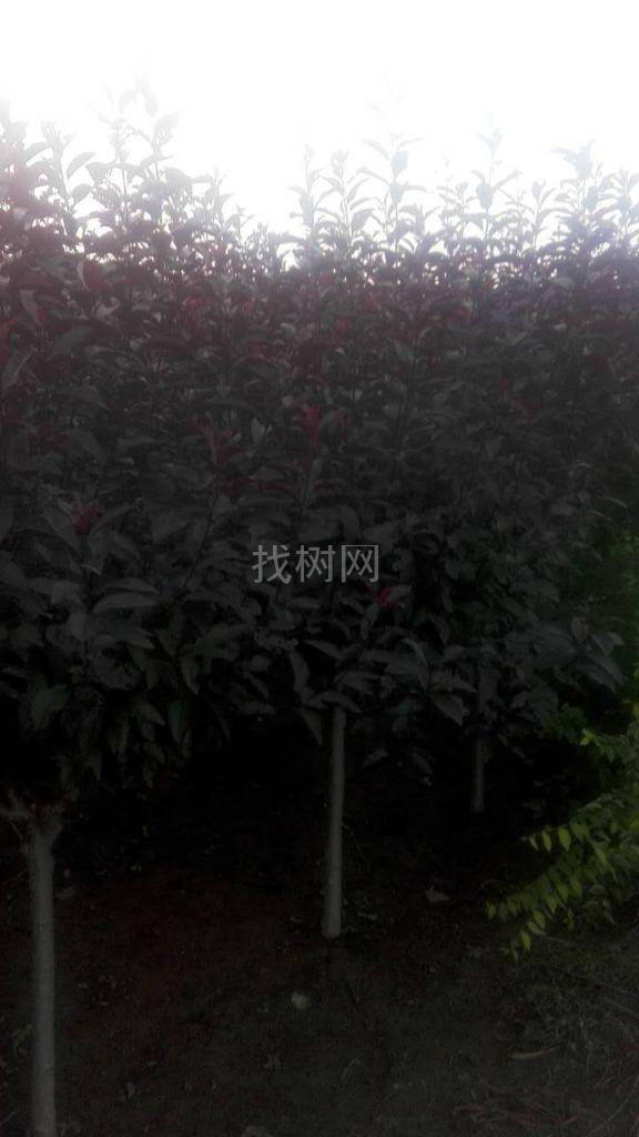 紫叶矮樱