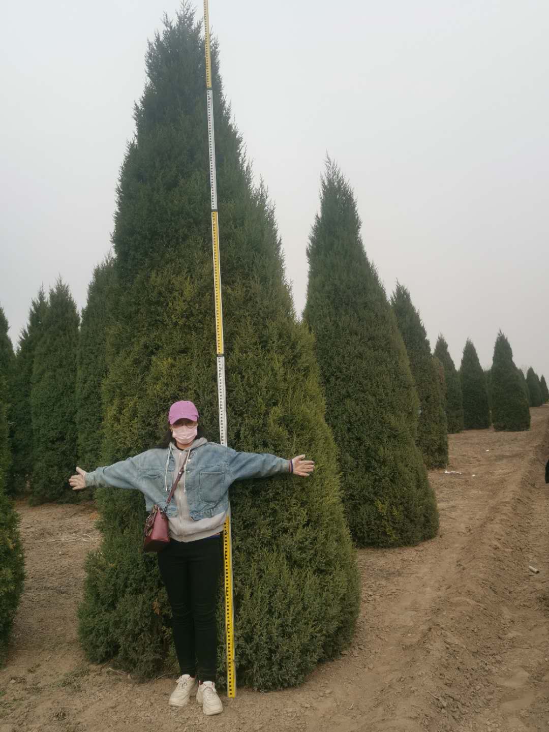 望都塔桧刺柏