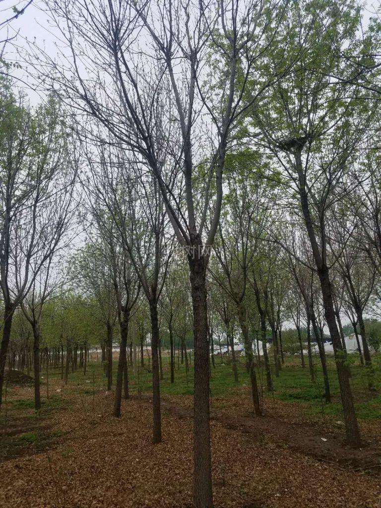 白蜡