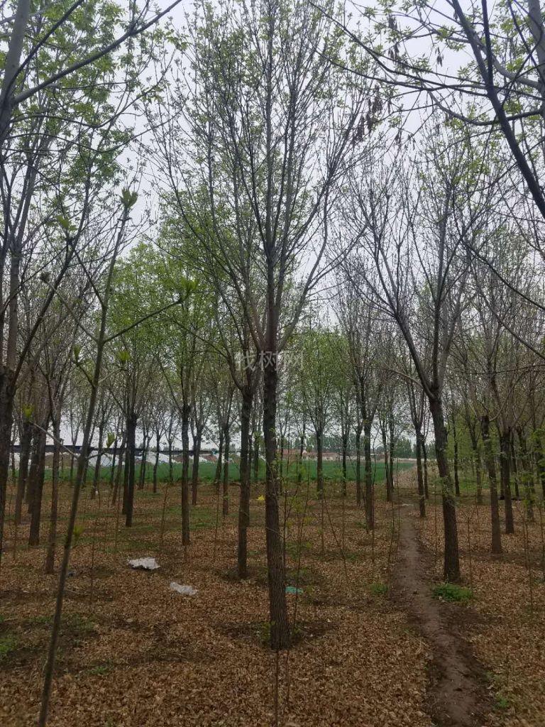 白蜡