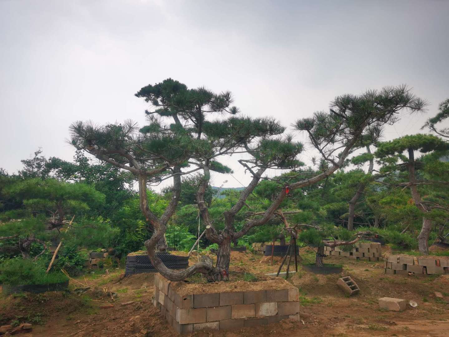 造型黑松