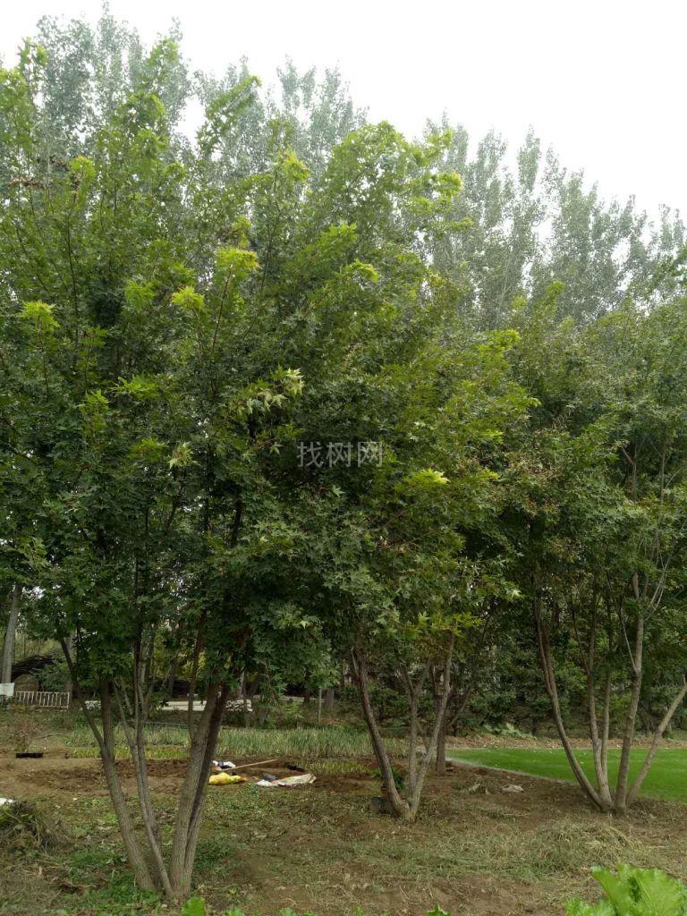 丛生元宝枫