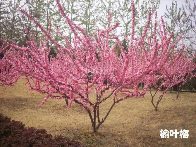榆叶梅