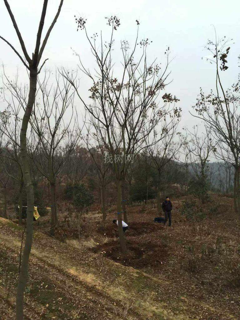 栾树