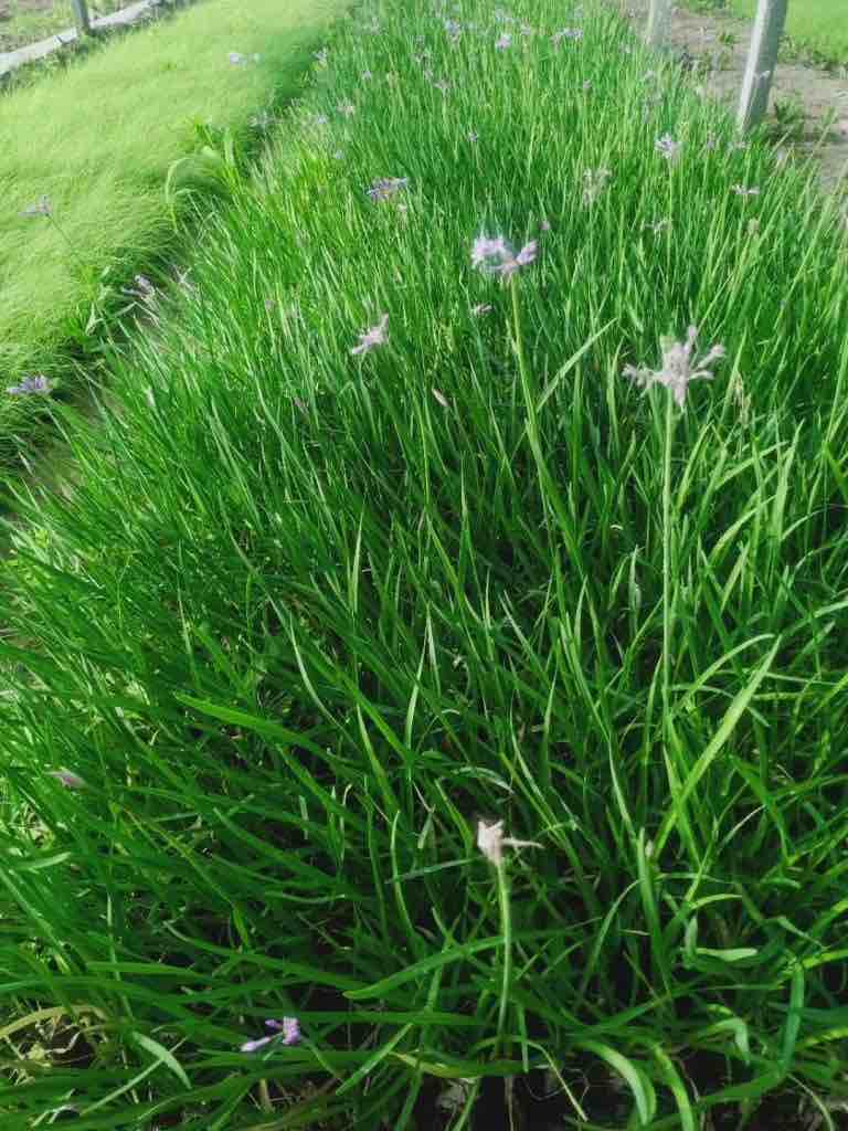 紫姣花