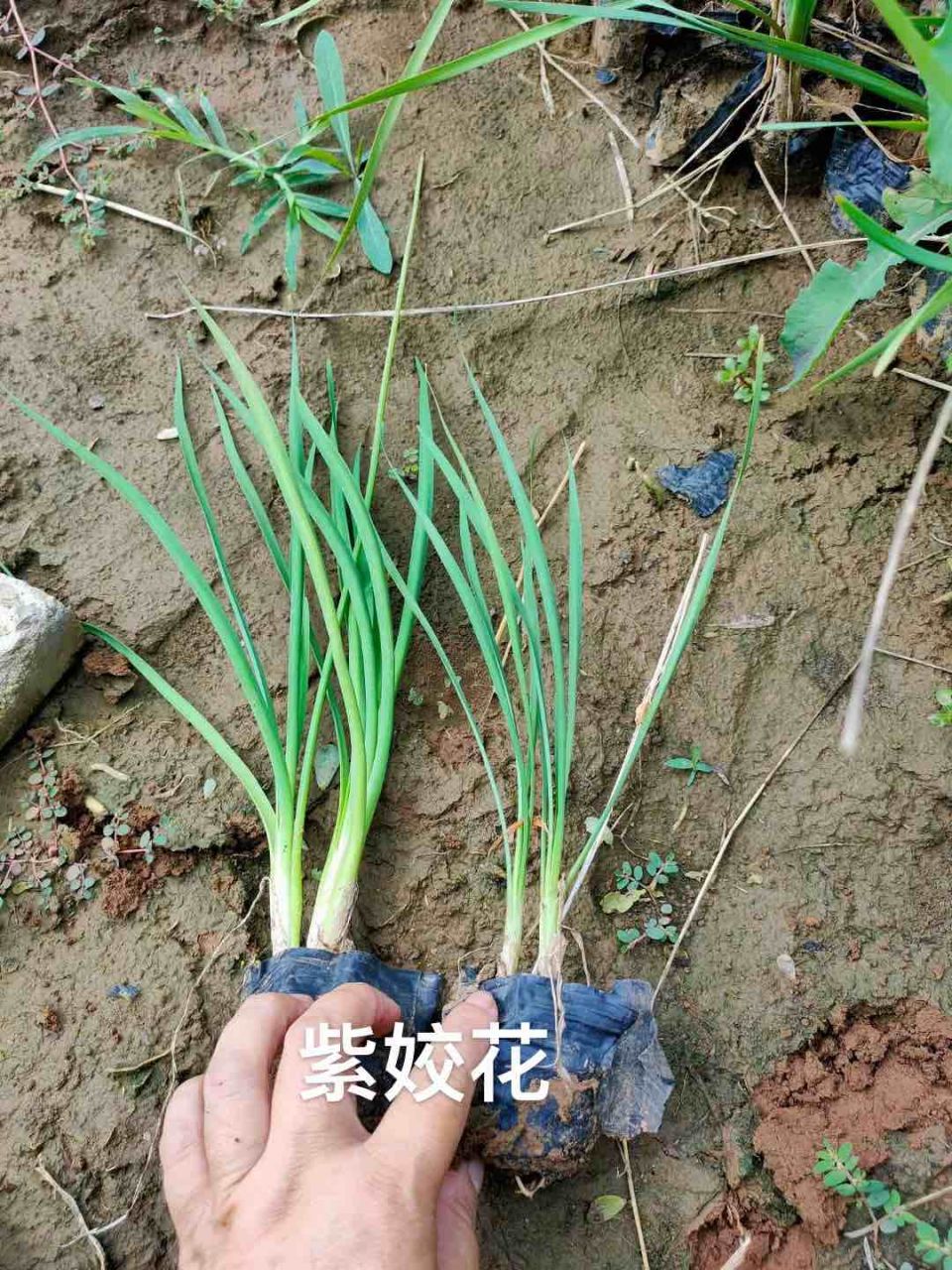 紫姣花