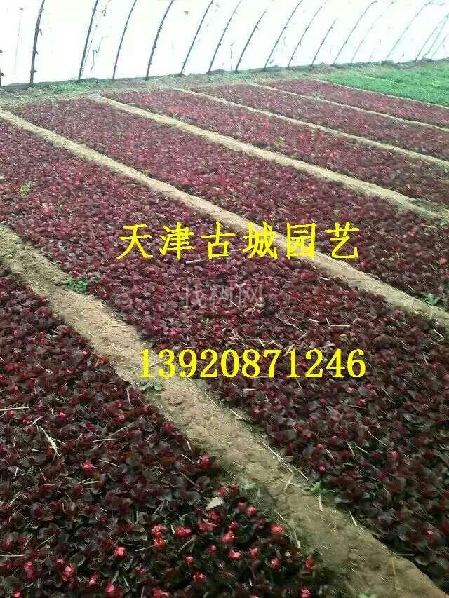 玻璃翠