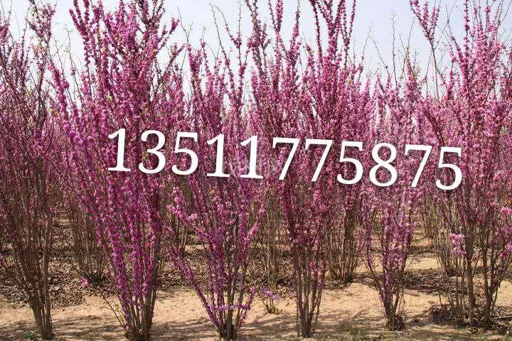 丛生紫荆