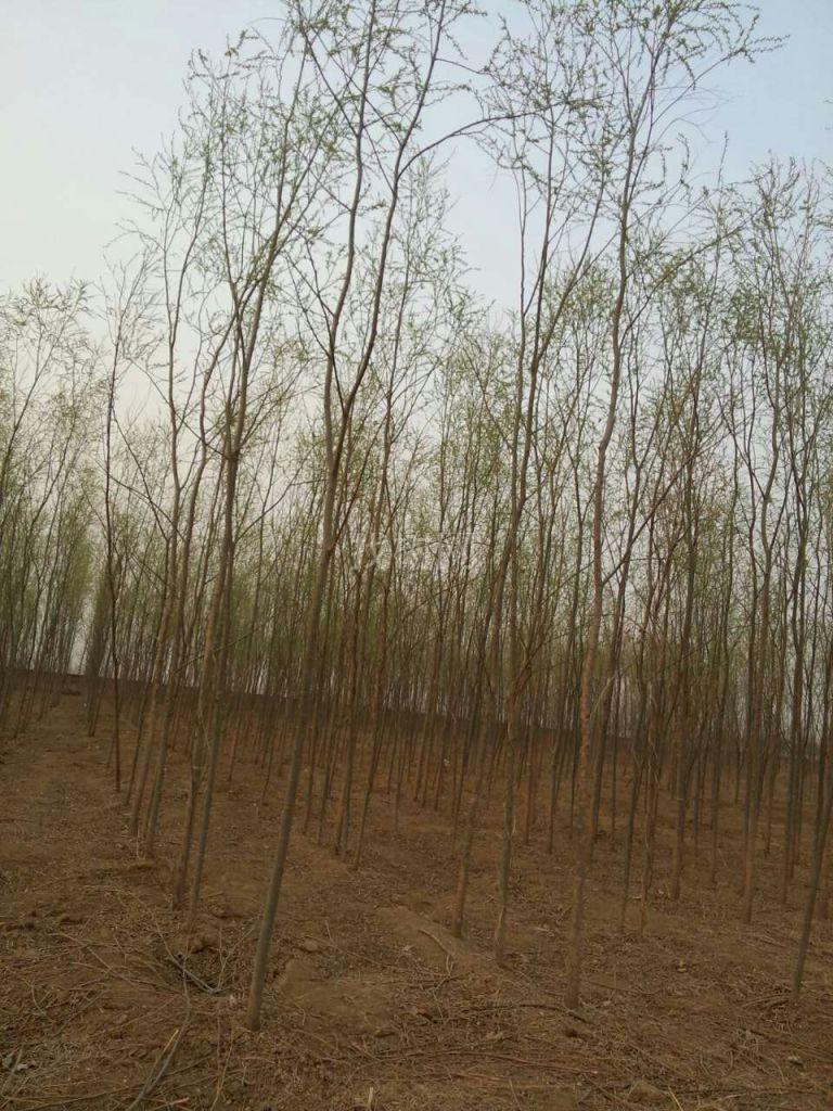 柳树