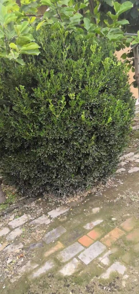小叶黄杨球