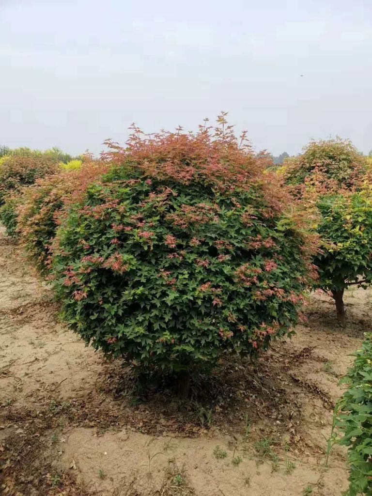 小叶黄杨球