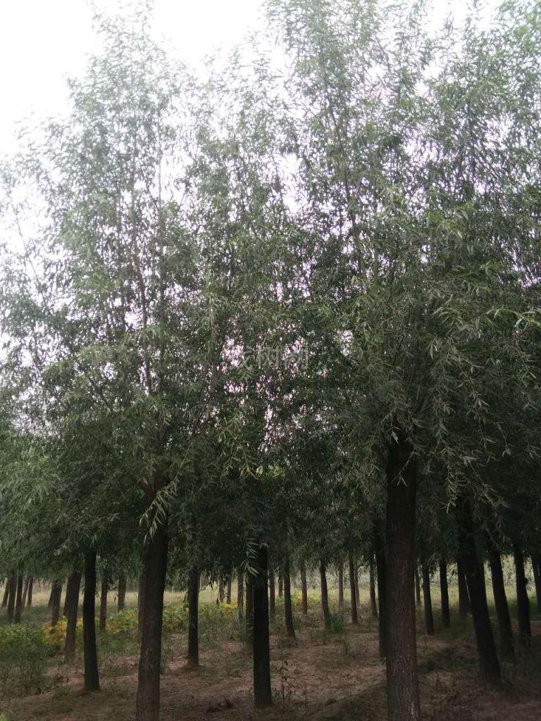 柳树