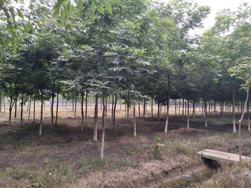 碧根果
