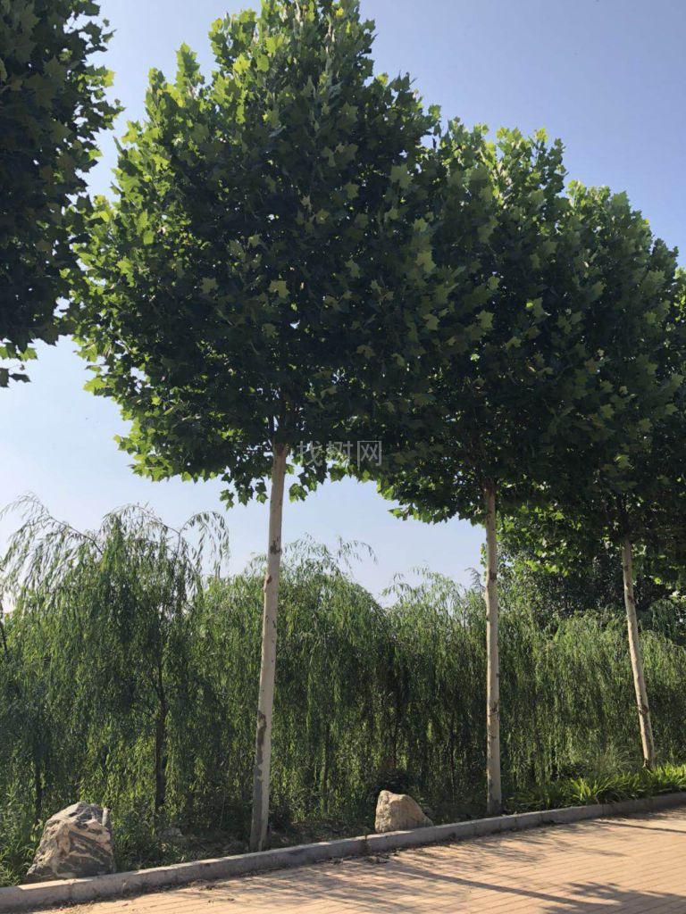高干法桐
