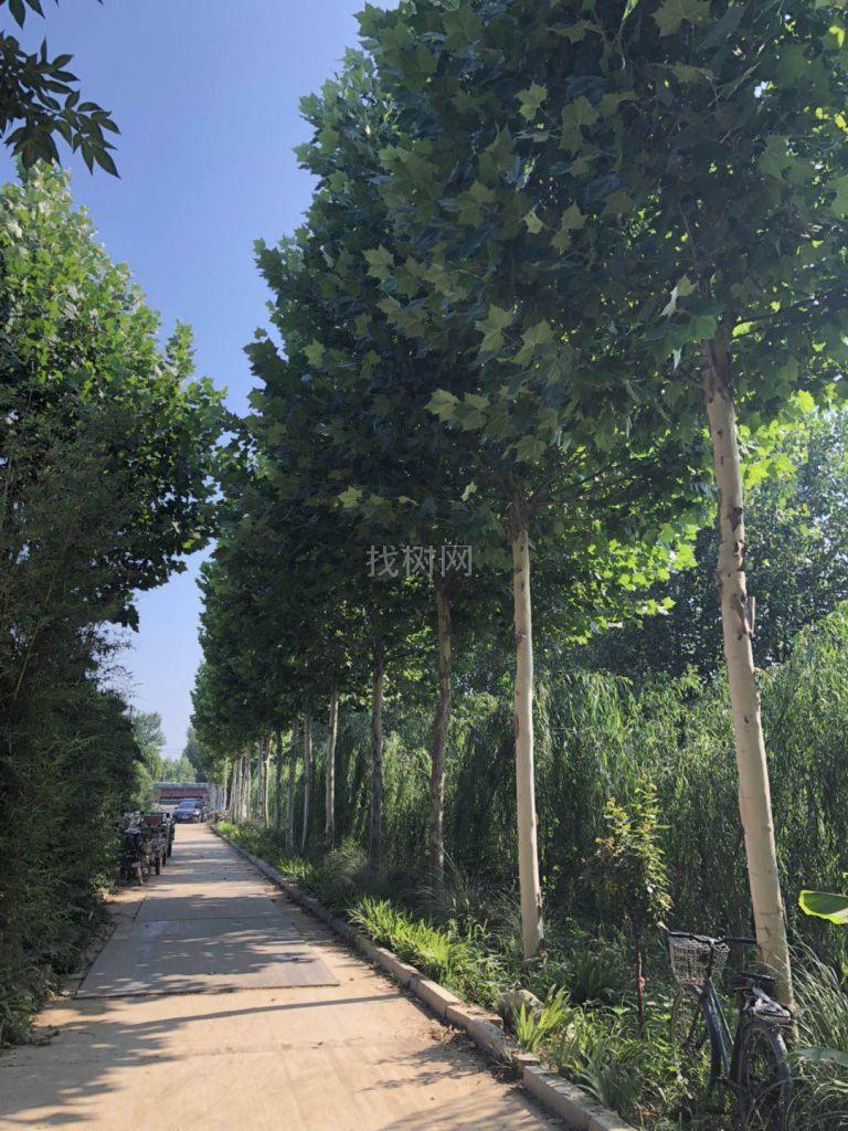 高干法桐