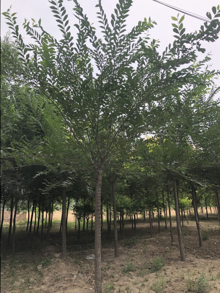 长枝榆