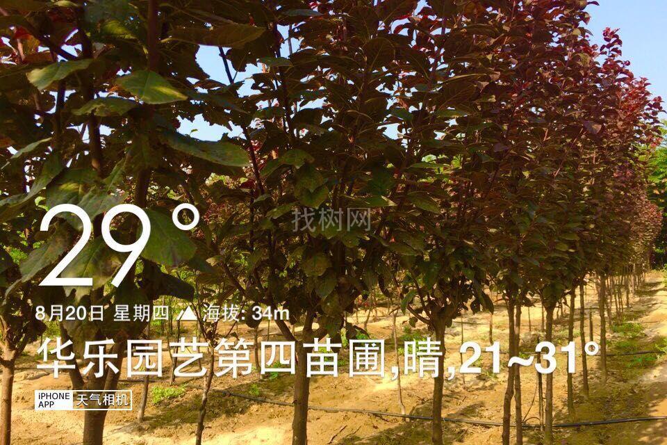 紫叶李