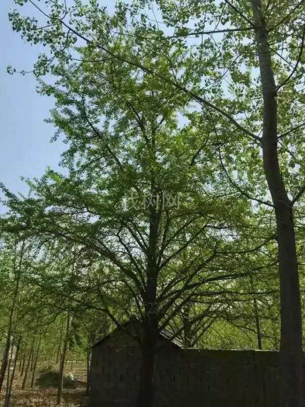 银杏树