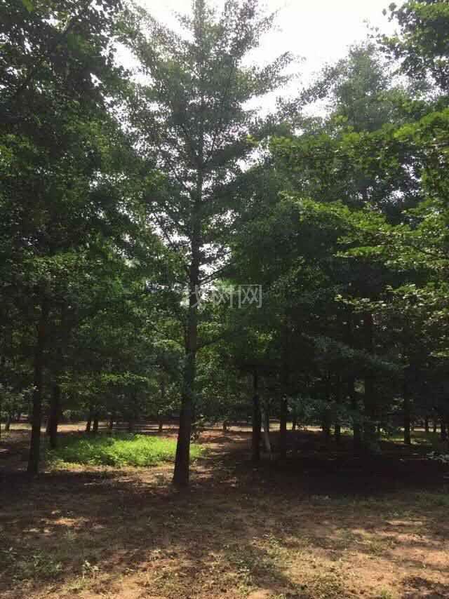 银杏