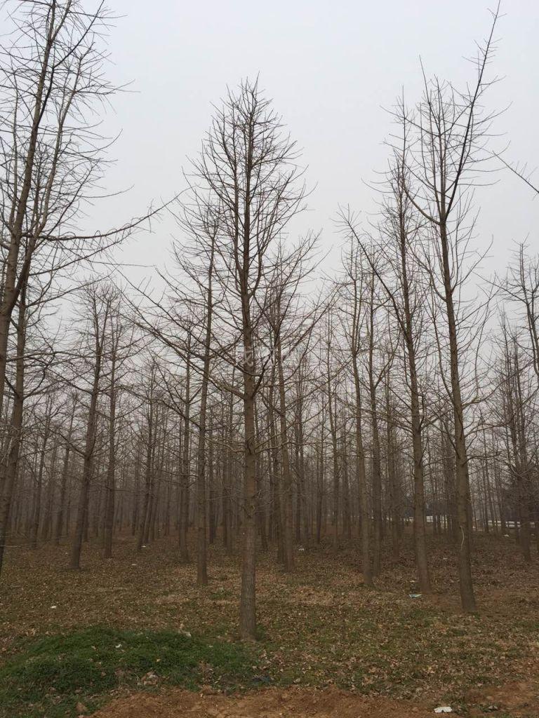 银杏占地苗