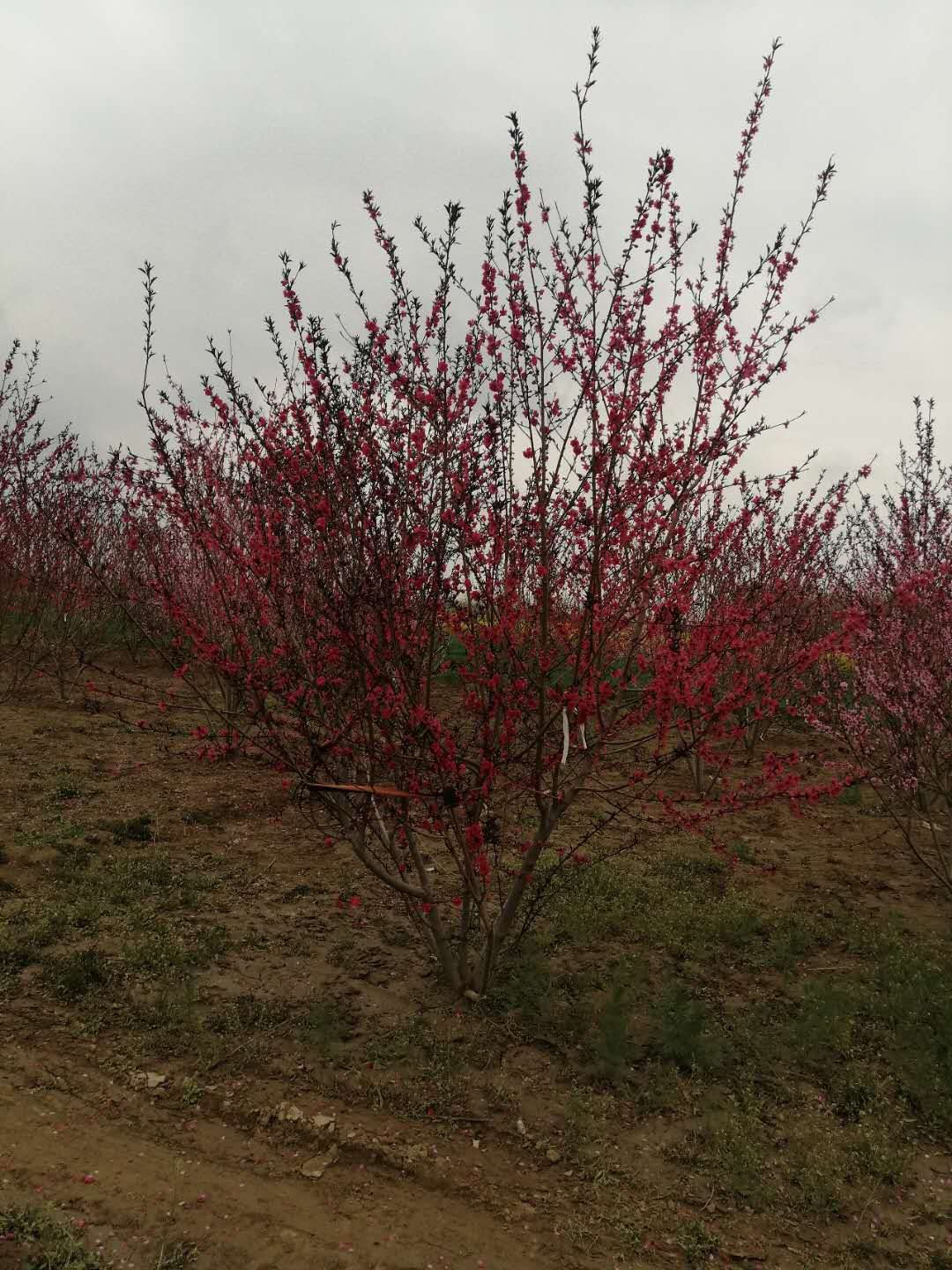丛生碧桃